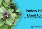 Indian Holy Basil Tulsi : Importance and Health benefits