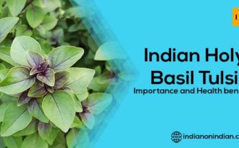 Indian Holy Basil Tulsi : Importance and Health benefits